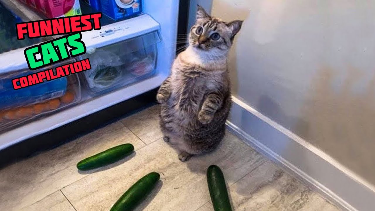 Funniest cats | Life with Cats V9