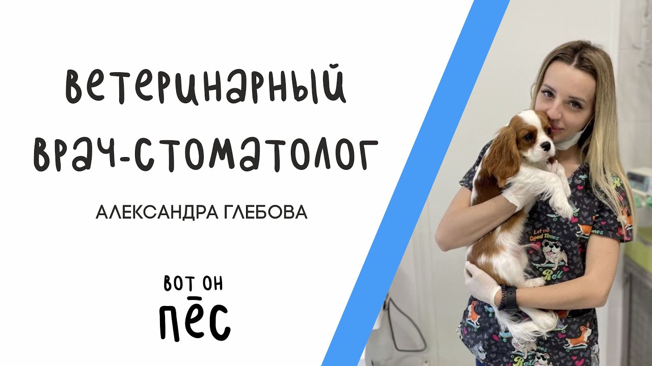 Здоровье собаки: уход за зубами. Александра Глебова – ветеринар-стоматолог (Вот он пёс!)
