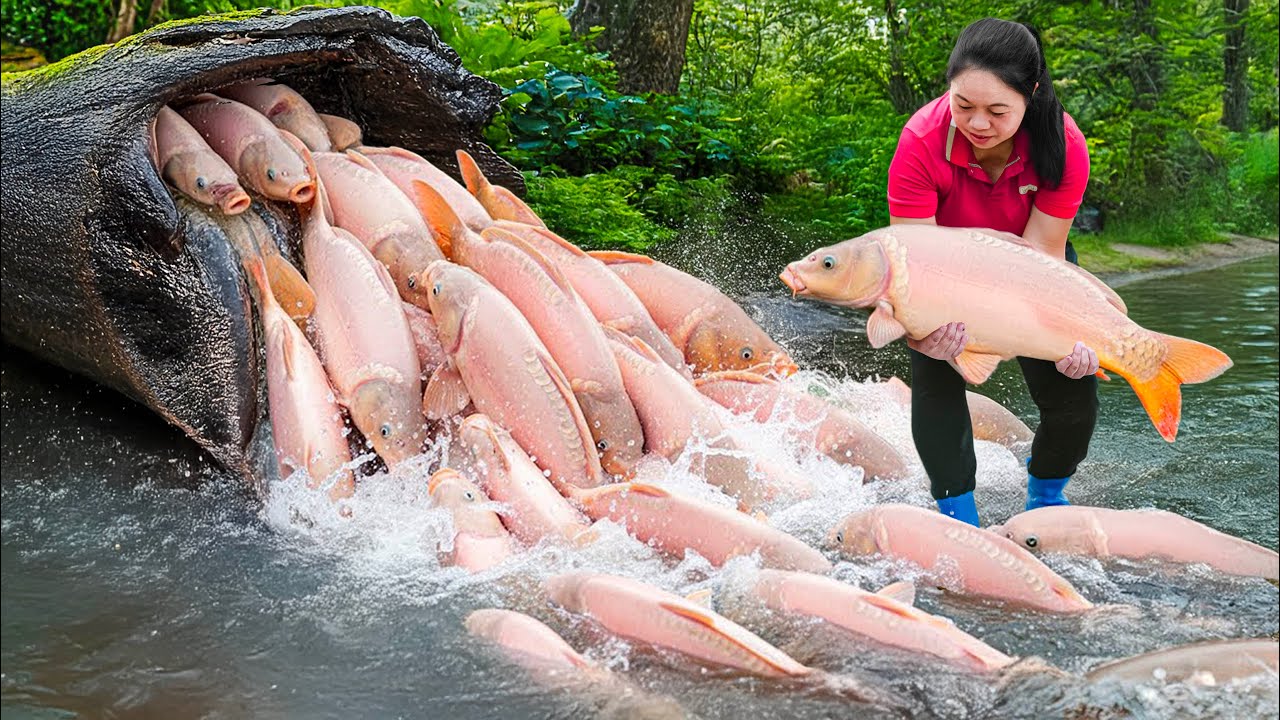 How to use bait to attract fish, Catching a Giant School of Monster Carp and Catfish in Wild to Sell