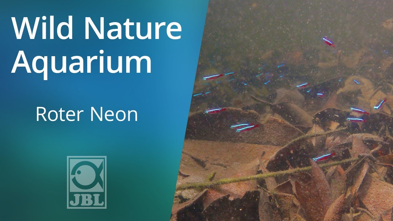 Roter Neon | WILD NATURE AQUARIUM | JBL