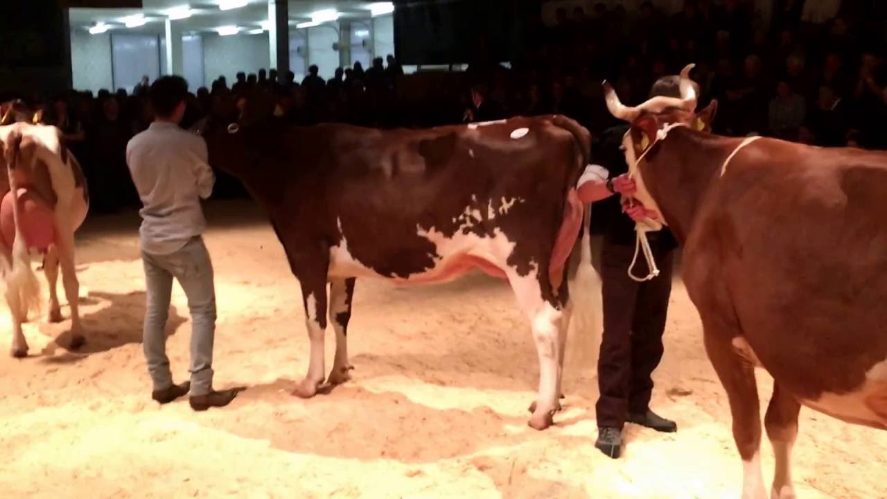 3  Frutigtaler Eliteschau   Misswahlen Swiss Fleckvieh