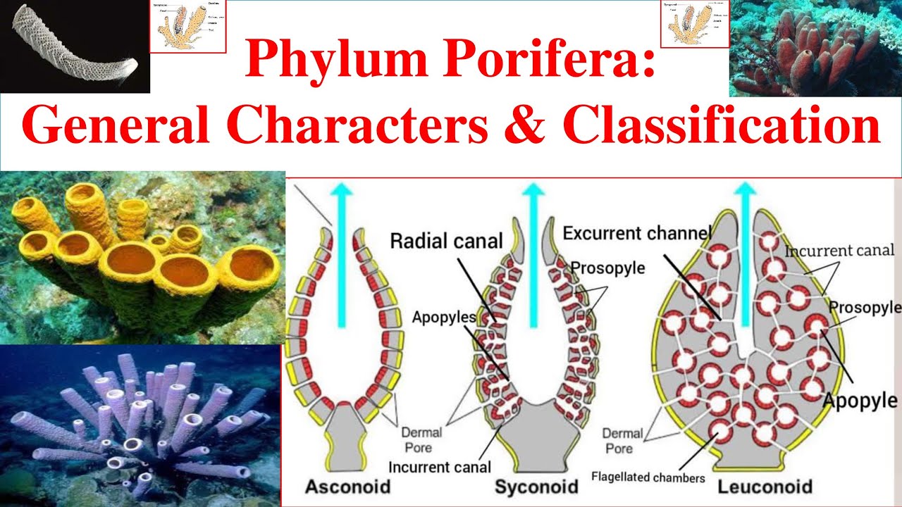 Porifera | Phylum Porifera  | Porifera General characters and Classification | Sponges