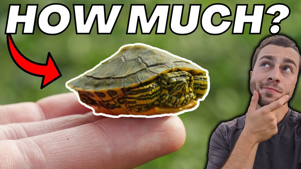 How Much Should You Feed Pet Turtles?