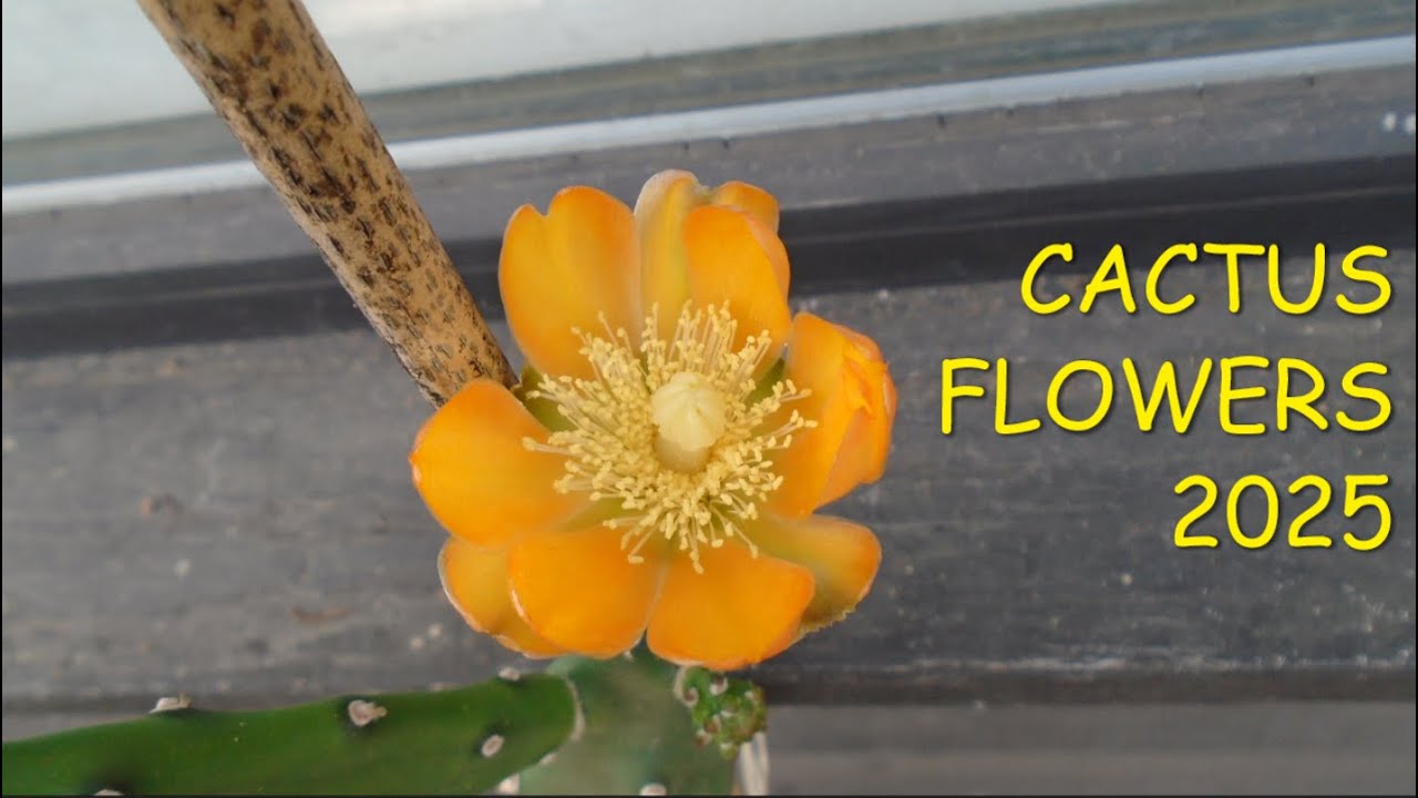 Cactus Flowers 2025  #cactusflowers