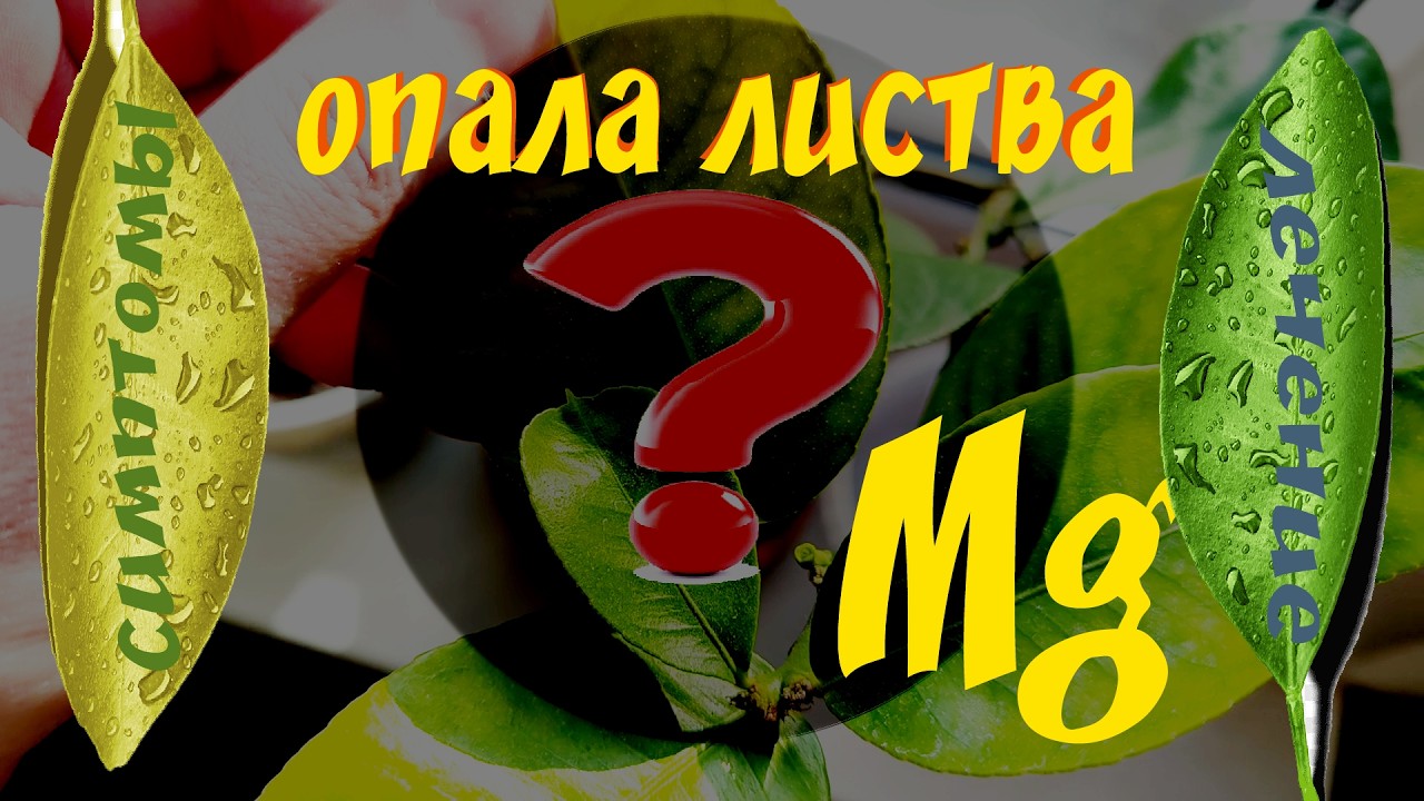 Магниевое голодание