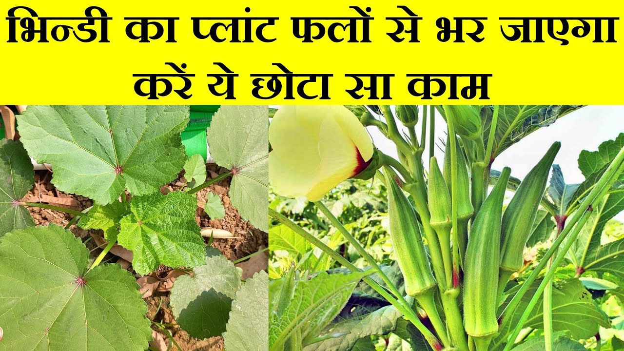 भिन्डी मे 3G कटिंग | कितना फायदा कितना नुकसान ? 3g Cuttings in Okra. Complete Update