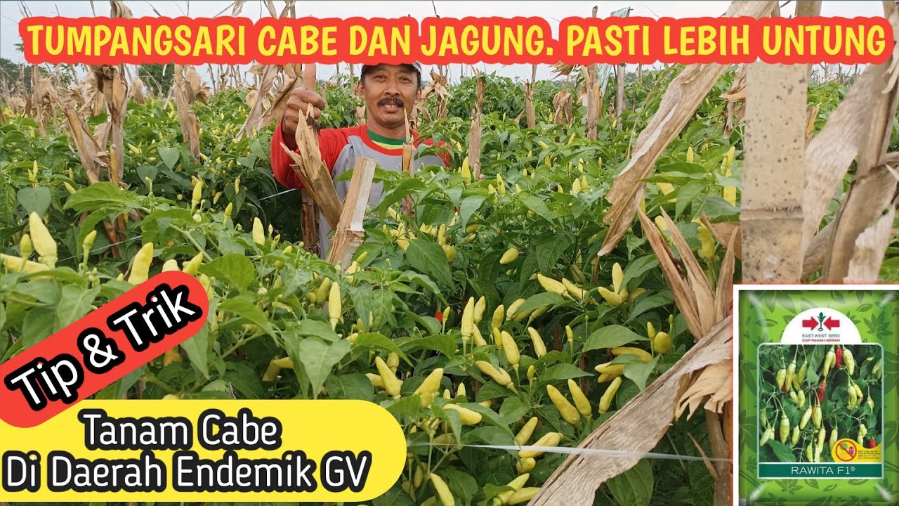 Tumpangsari jadi solusi atasi VIRUS GEMINI - Ini rahasia petani Blitar tanam RAWITA  CapPanahMerah🌶🌶
