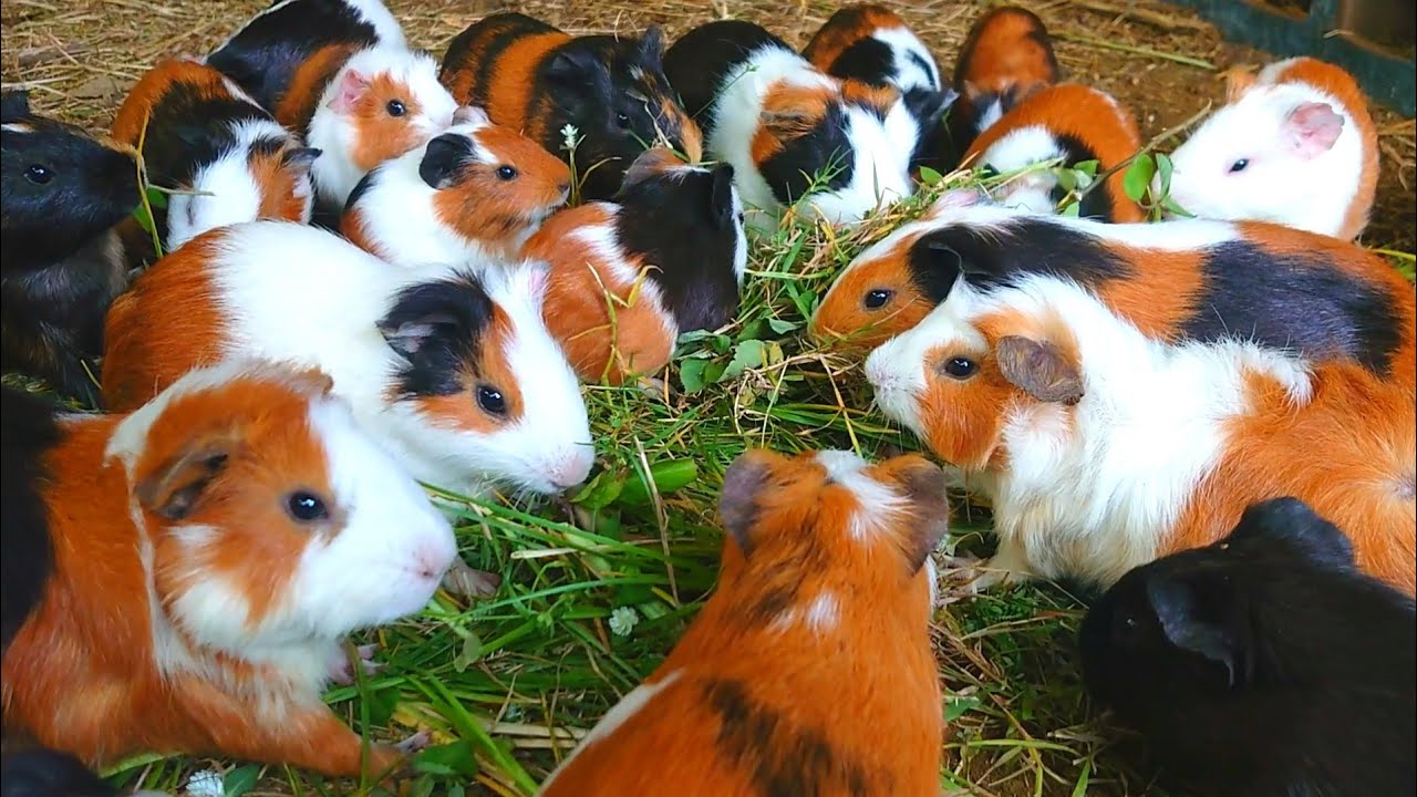 Guinea pigs eating ASMR , satisfying asmr videos, ASMR eating mukbang videos , cute animals 