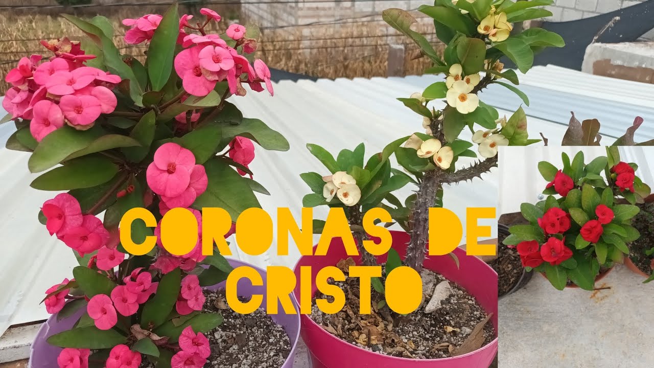 SUSTRATO PARA CORONAS DE CRISTO #coronadeespinas #coronasdecristo