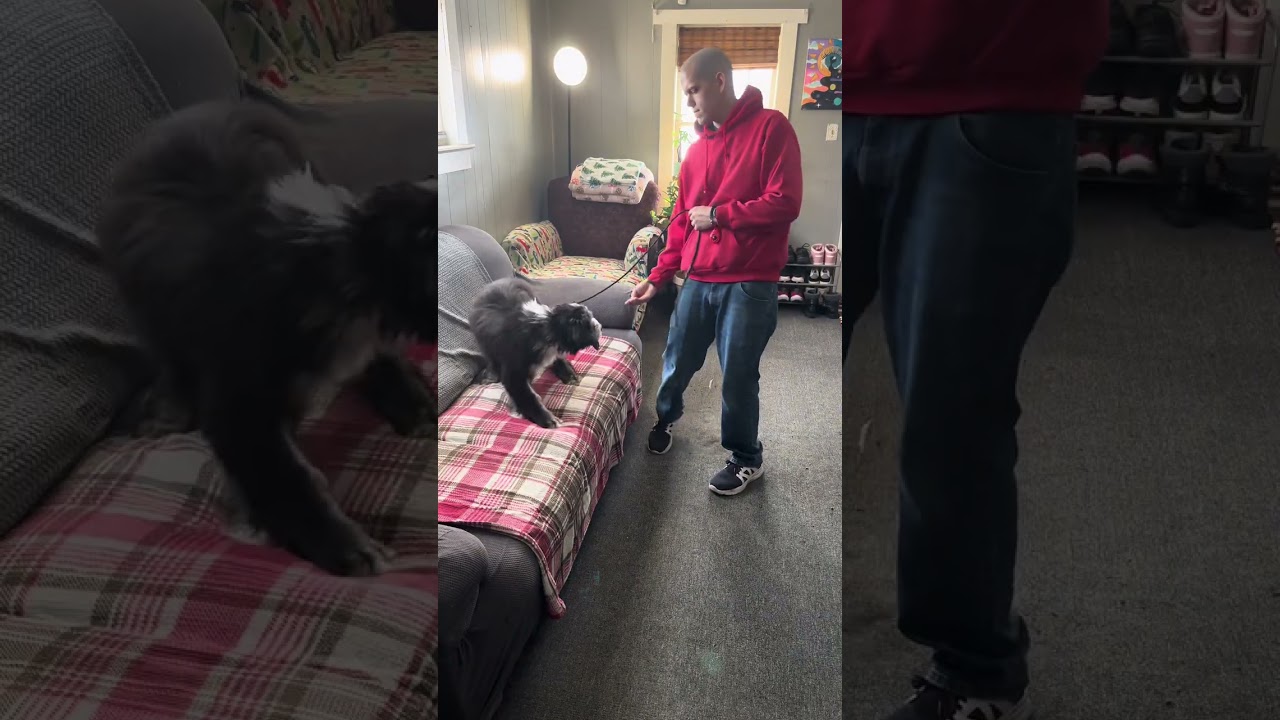 Board & Trains Bandit & Sissy 🐾💙🩷