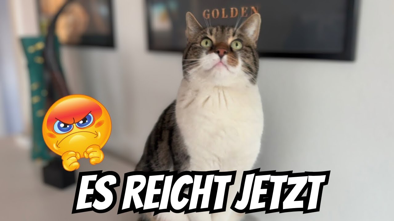 Dieser Kater bringt mich heute auf die Palme!!