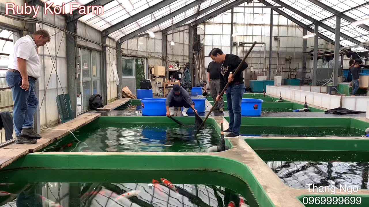 #ThangNgo - Mua cá Koi tại Shinoda Koi Farm - Ojiya, Niigata Japan. #1