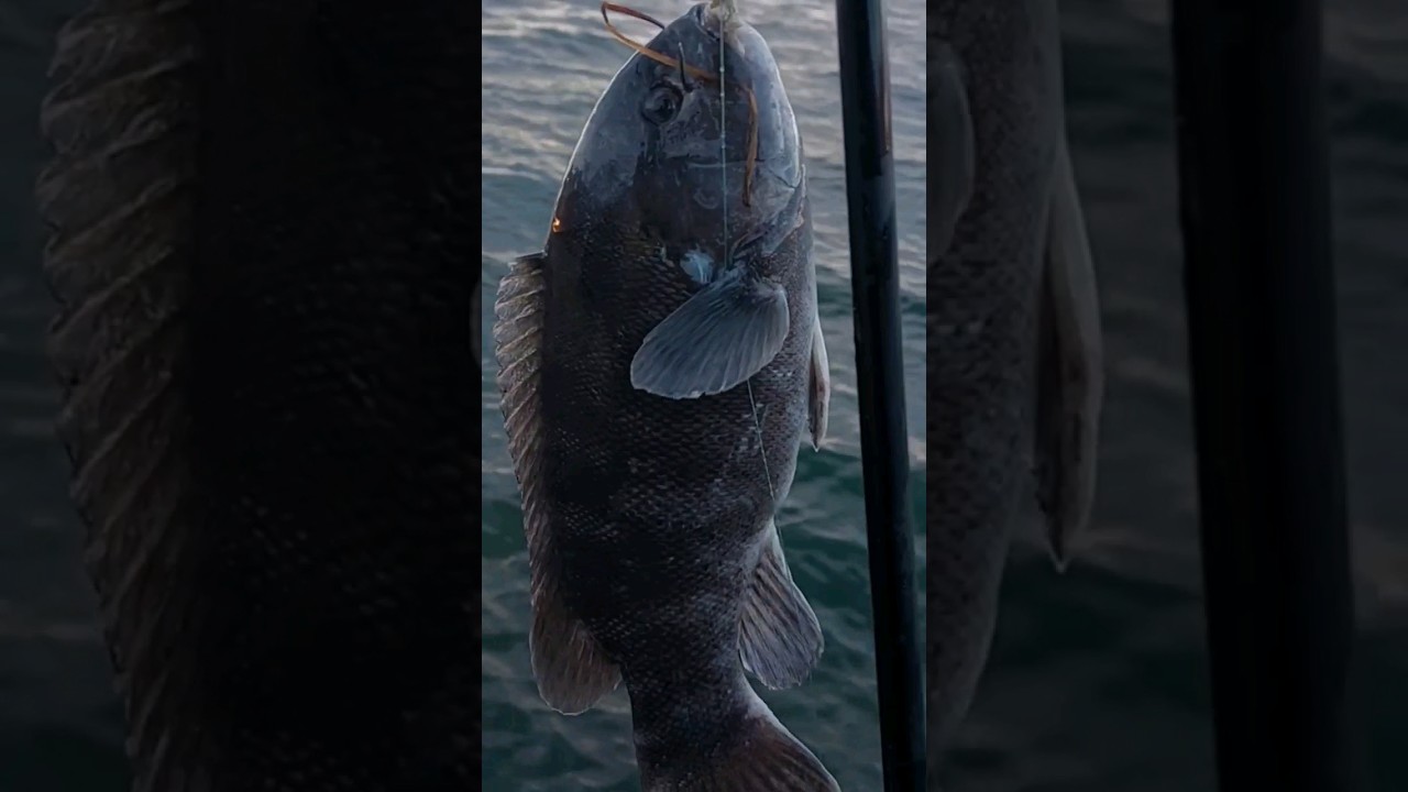 Catching Blackfish| Long Island, NY!  #fishing