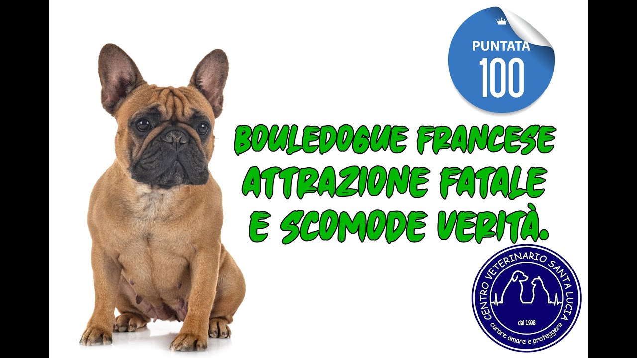 100 - Bouledogue francese attrazione fatale e scomode verità.