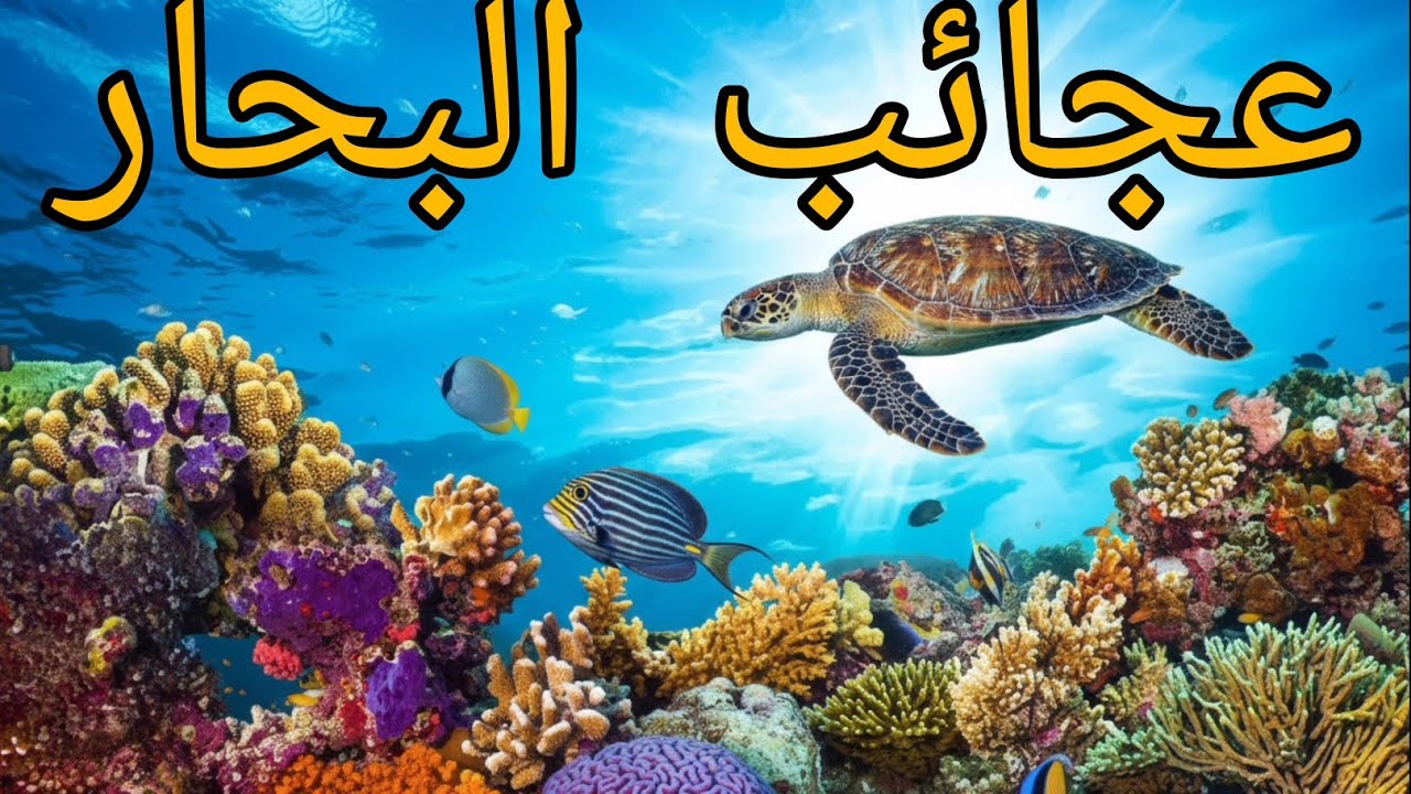 عالم أعماق البحار الغامض | تصوير 4K مذهل
