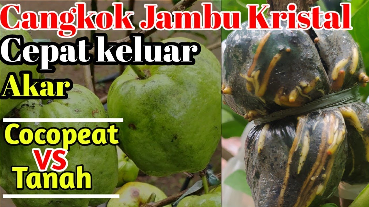 Cara Cangkok Jambu Kristal Cepat Tumbuh Akar