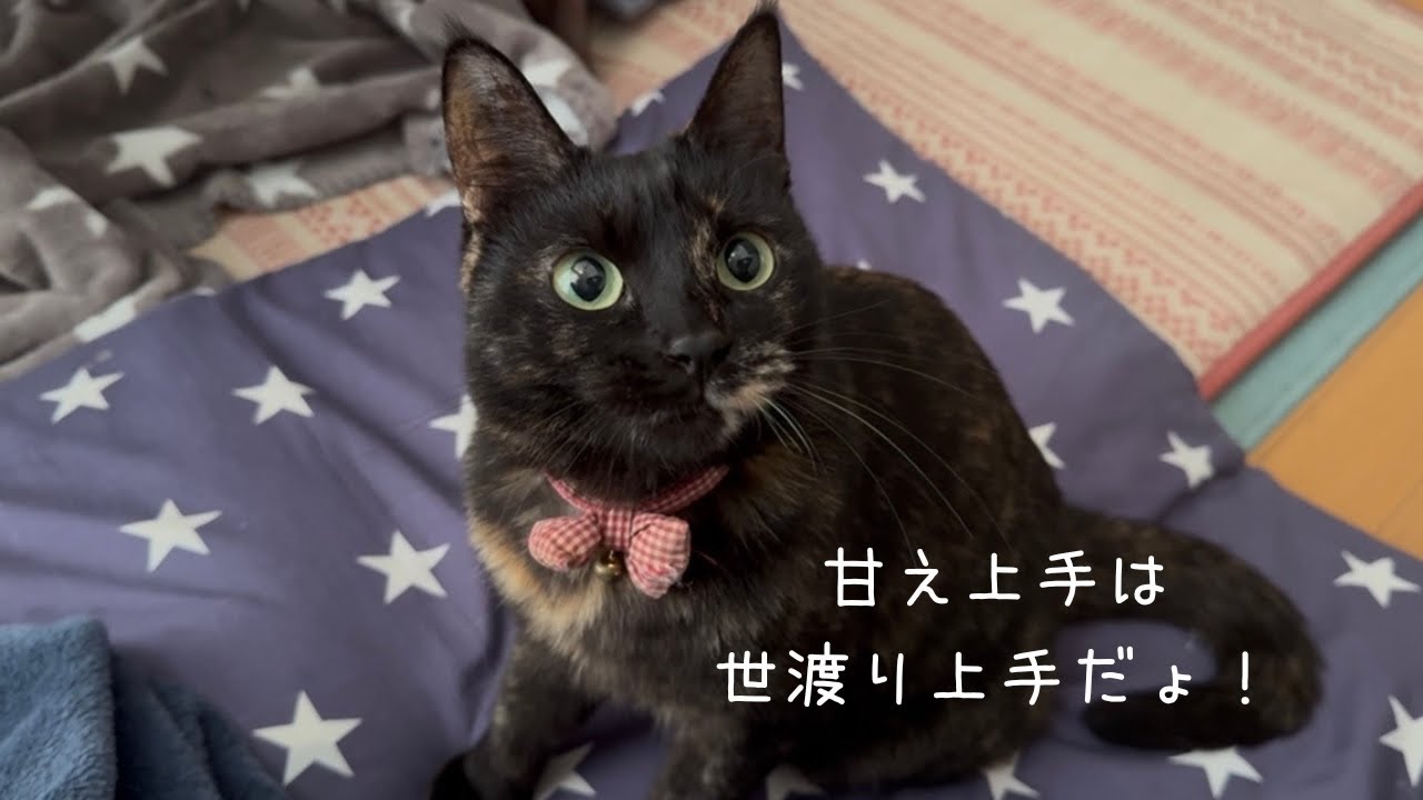 元野良猫しじみちゃんは甘え上手。