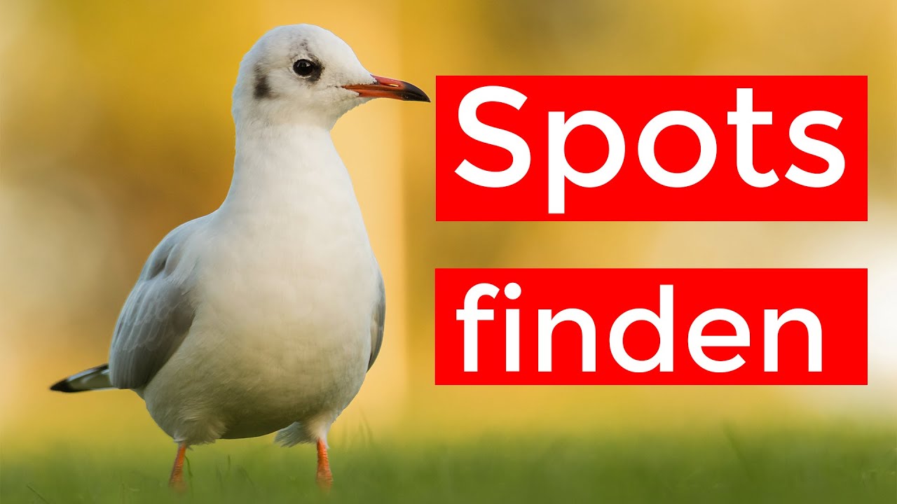 So finde ich meine Locations zum Fotografieren und Beobachten