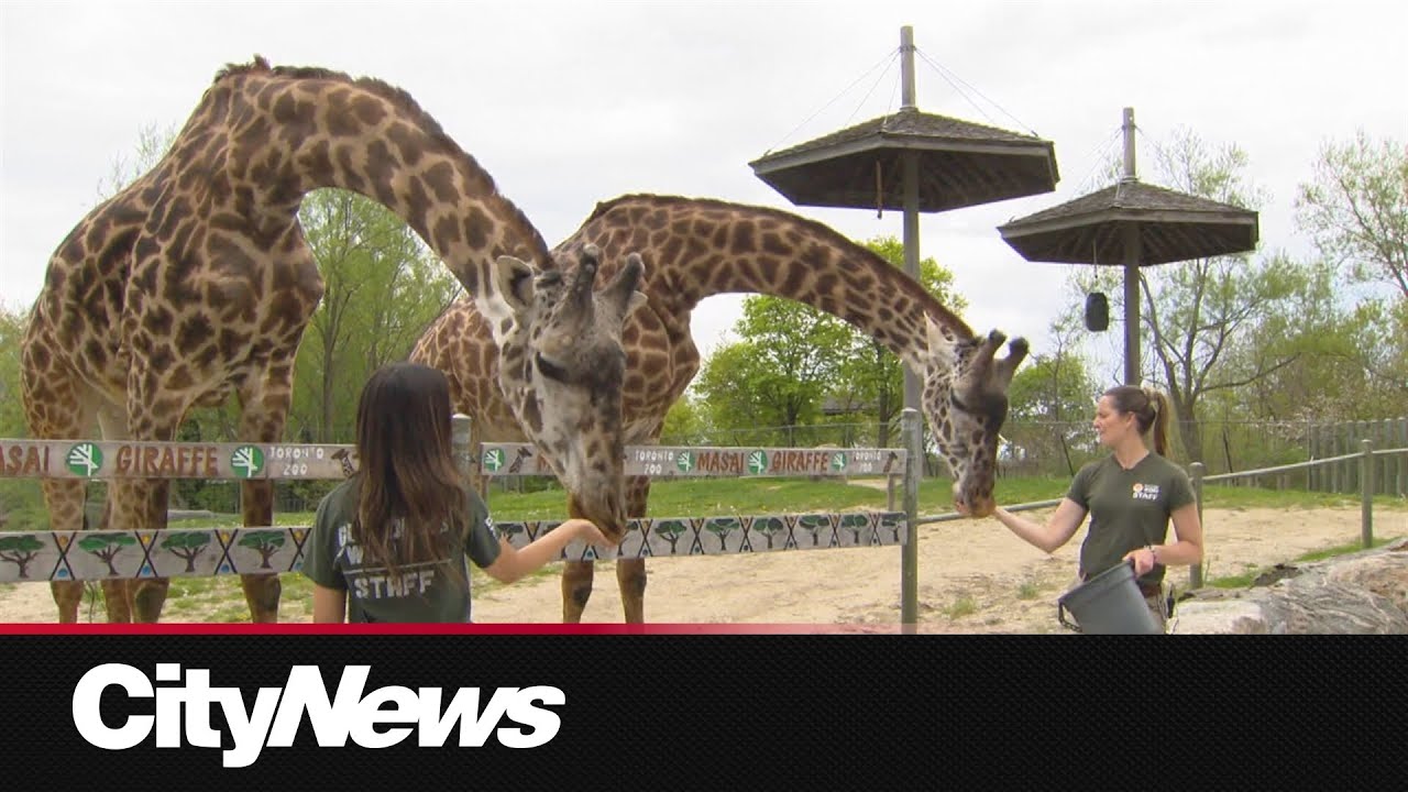 Giraffe couple expecting a winter baby at the Toronto Zoo