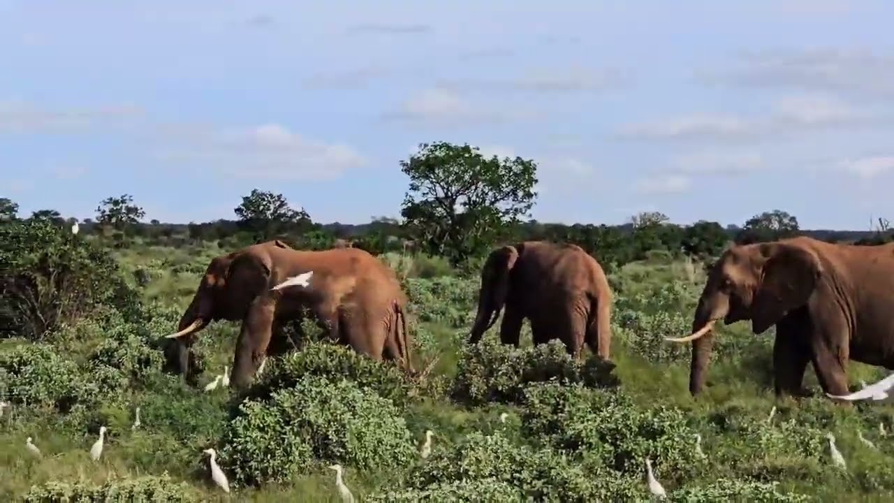 ELEPHANTS in Amboseli | KENYA | AFRICA | WILDLIFE