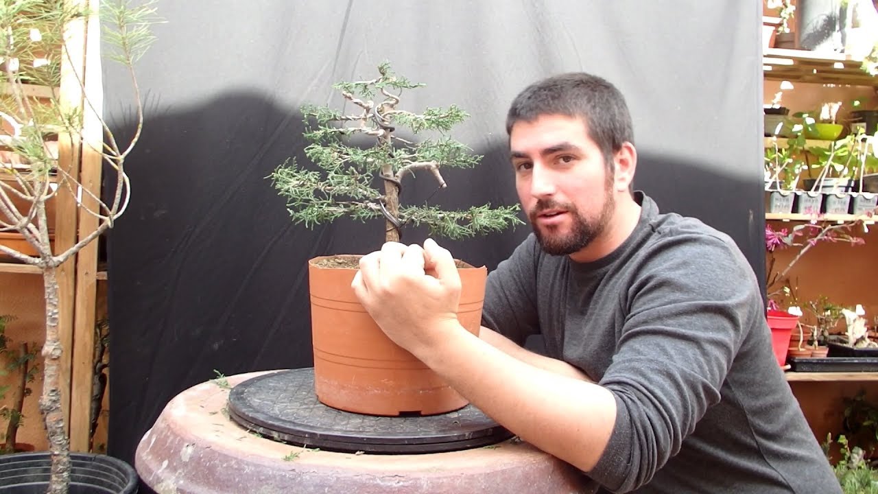 bonsai timelapse - Ciprés común primer diseño