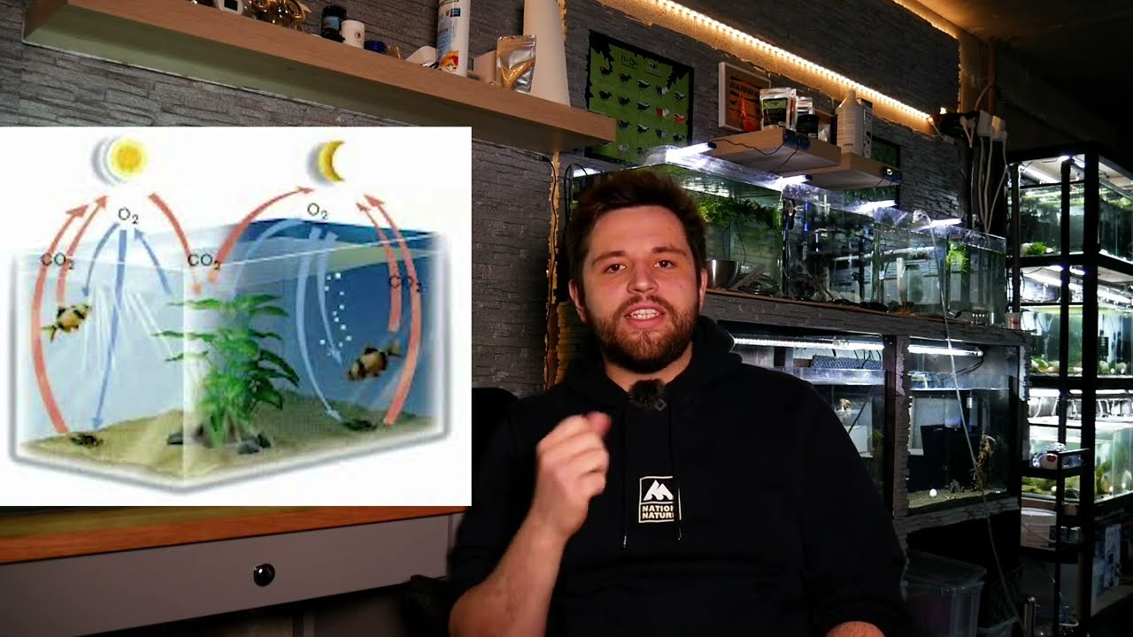 [CO2 Sodastream] Pourquoi l'utiliser pour fertiliser son aquarium ? 🦐