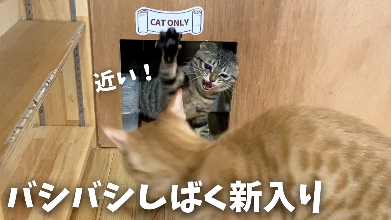 【保護猫】激おこだったのに甘えんぼに豹変