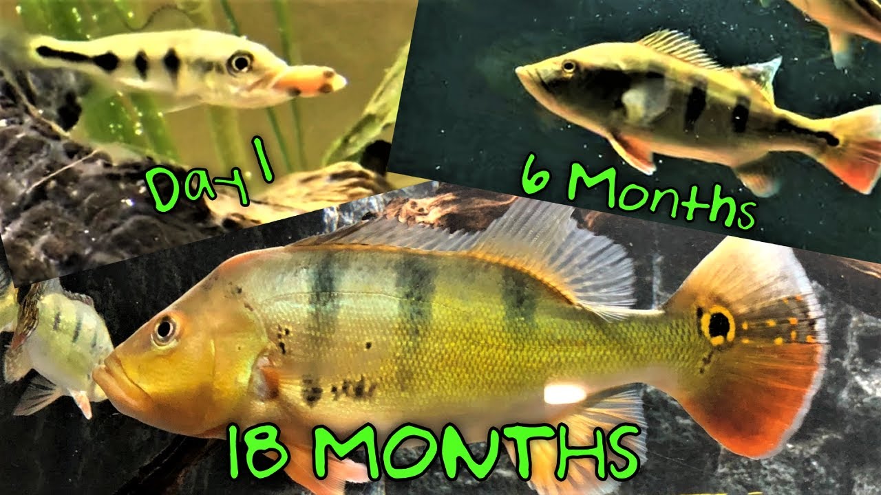 Watch this BEFORE you buy PEACOCK BASS!  |  16'' in 18 MONTHS!  | Growth Rate Video