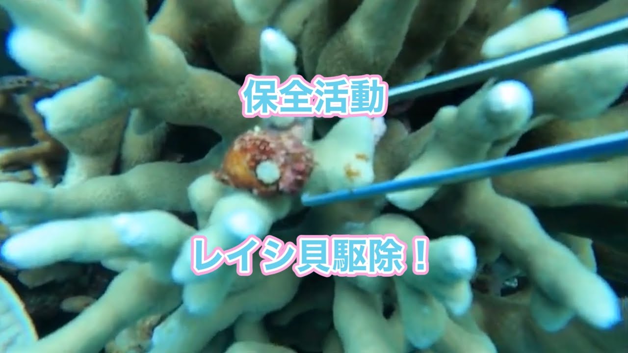 保全活動レイシ貝駆除・ディーズパルス沖縄