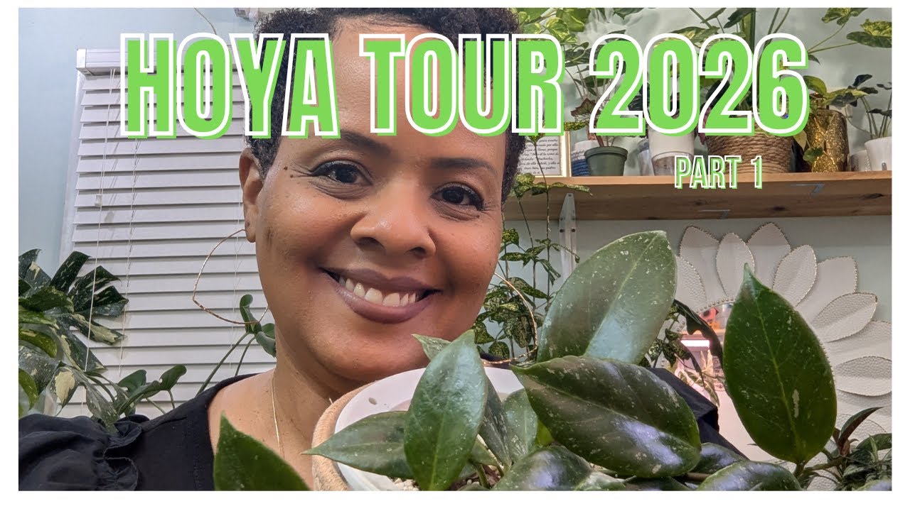 Hoya Collection Tour 2026!! Part 1 #hoya #hoyaplant #houseplants #indoorgardening #plants