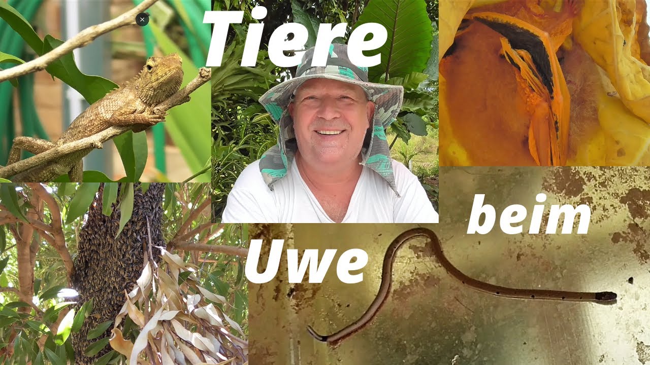 Thailand Ausgewandert. Wilde Tiere beim Uwe . Ein Tierischer Film . Fledermaus, Echsen, Bienen .....