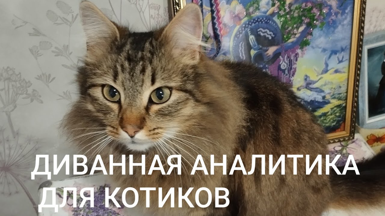 🧐😉😱ДИВАННАЯ АНАЛИТИКА ДЛЯ КОТИКОВ.😉😜😀