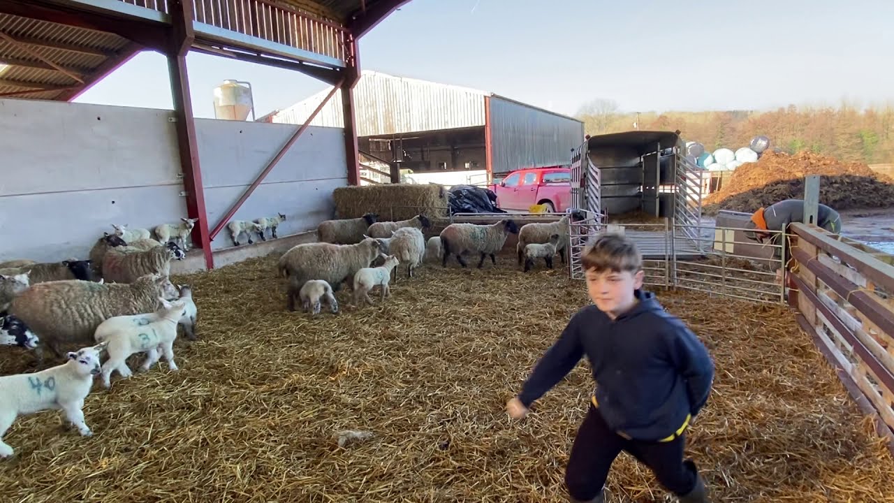 Lambing video 19a loading in trailer
