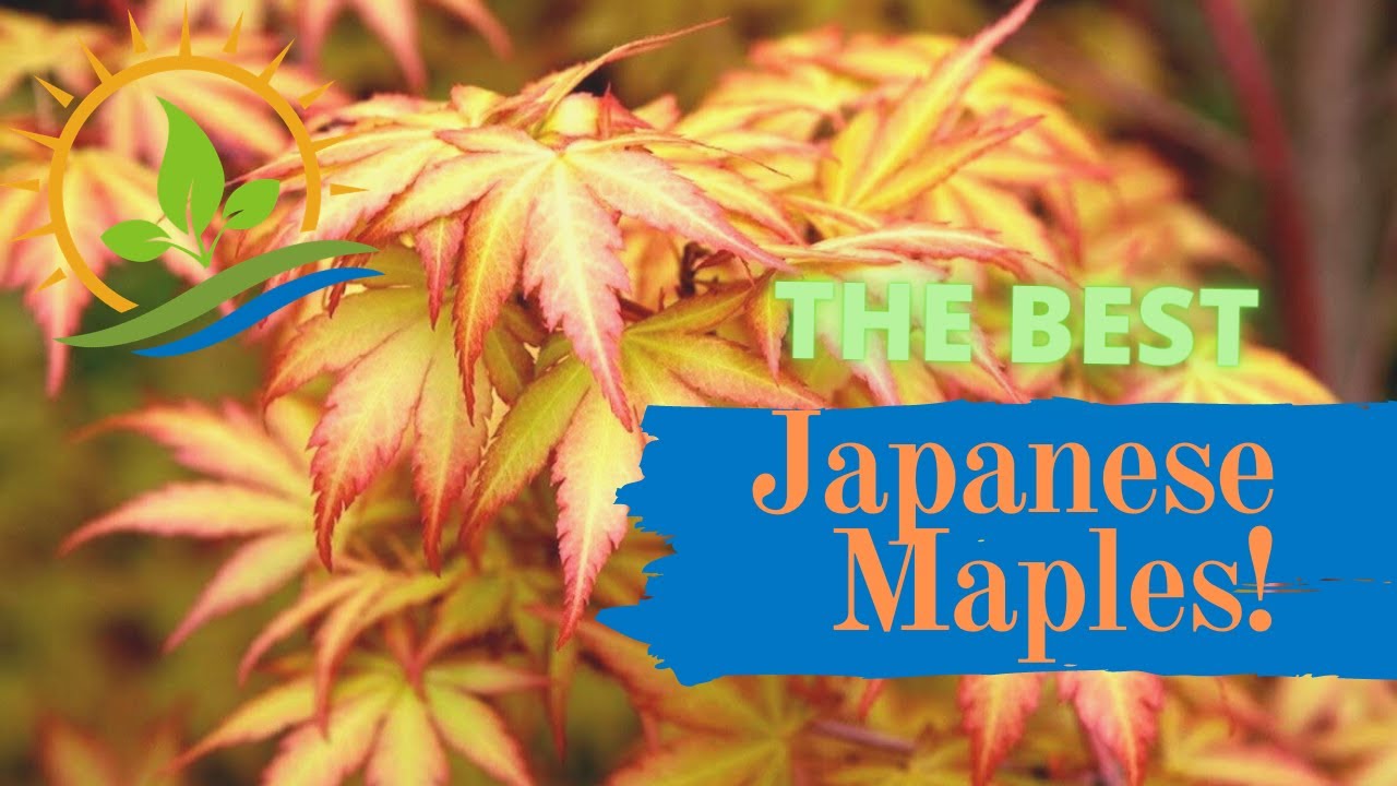 3-Peat Great Upright Japanese Maples 🍁 GOAT