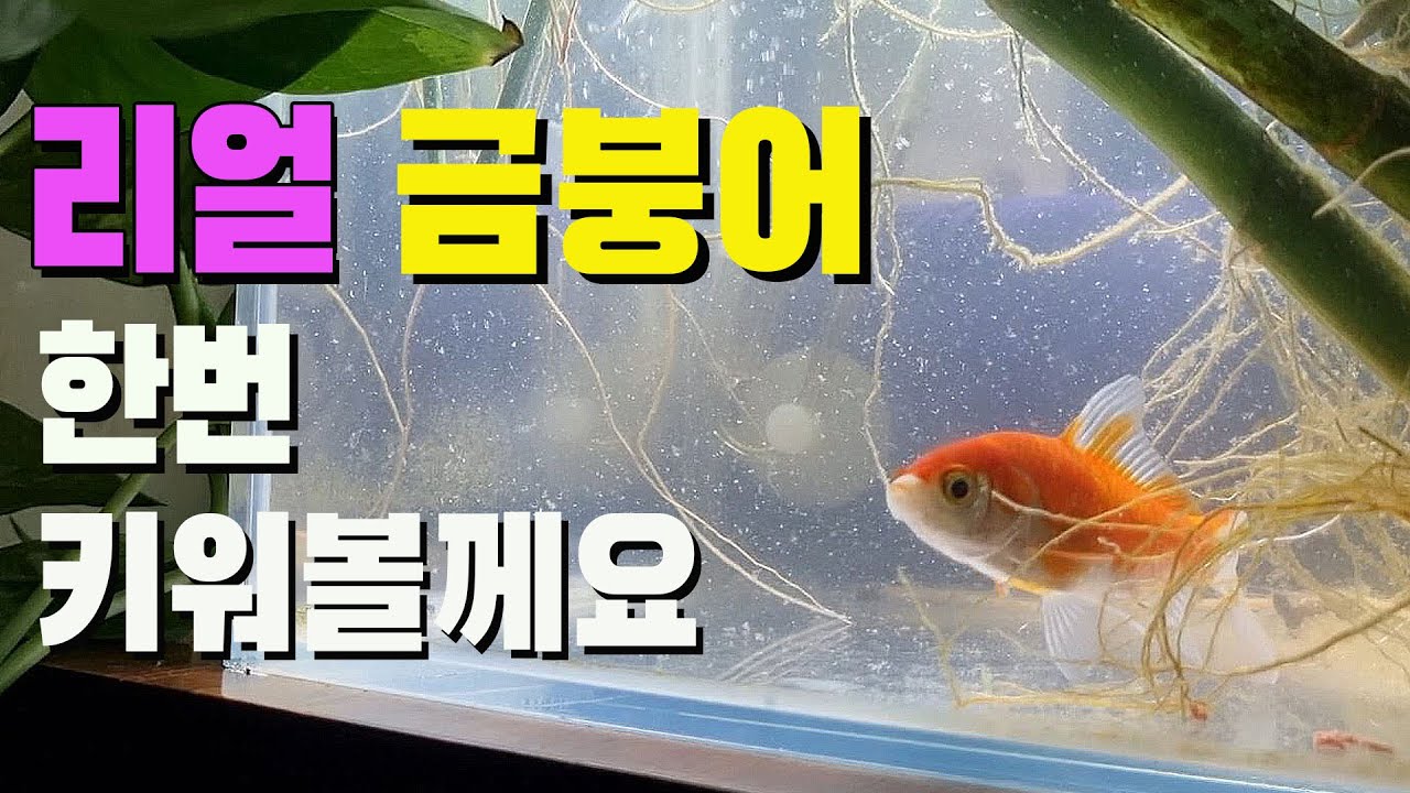 금붕어 키우기~(난주, 오란다 아님)
