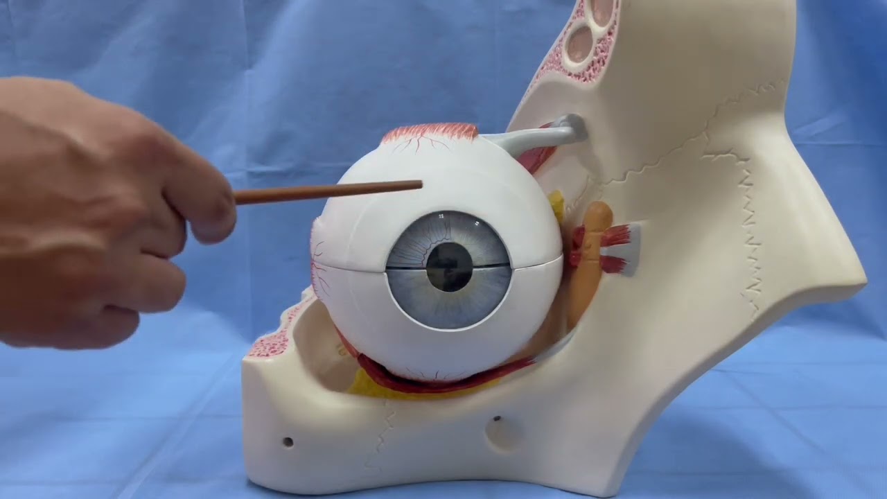 ANATOMIE FMPM ANATOMIE DE L'OEIL GENERALITE DISS