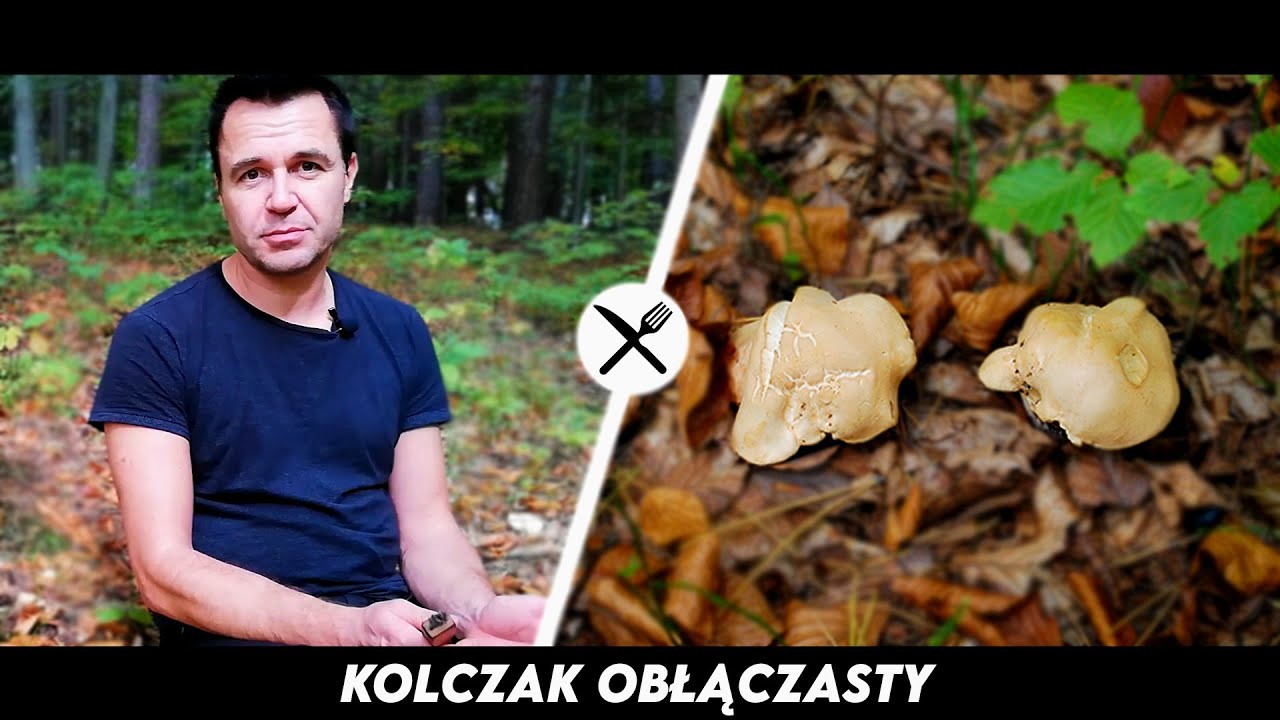 Kolczak Obłączasty - jestem w czarcim kręgu!