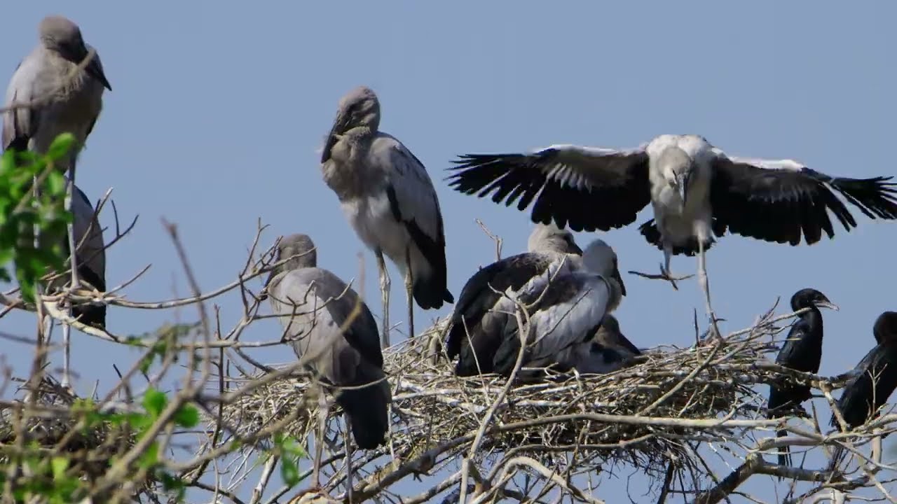 Wow 😮 Freedom Of Bird Life Live In The Beautiful Forest and Peaceful Place  0032