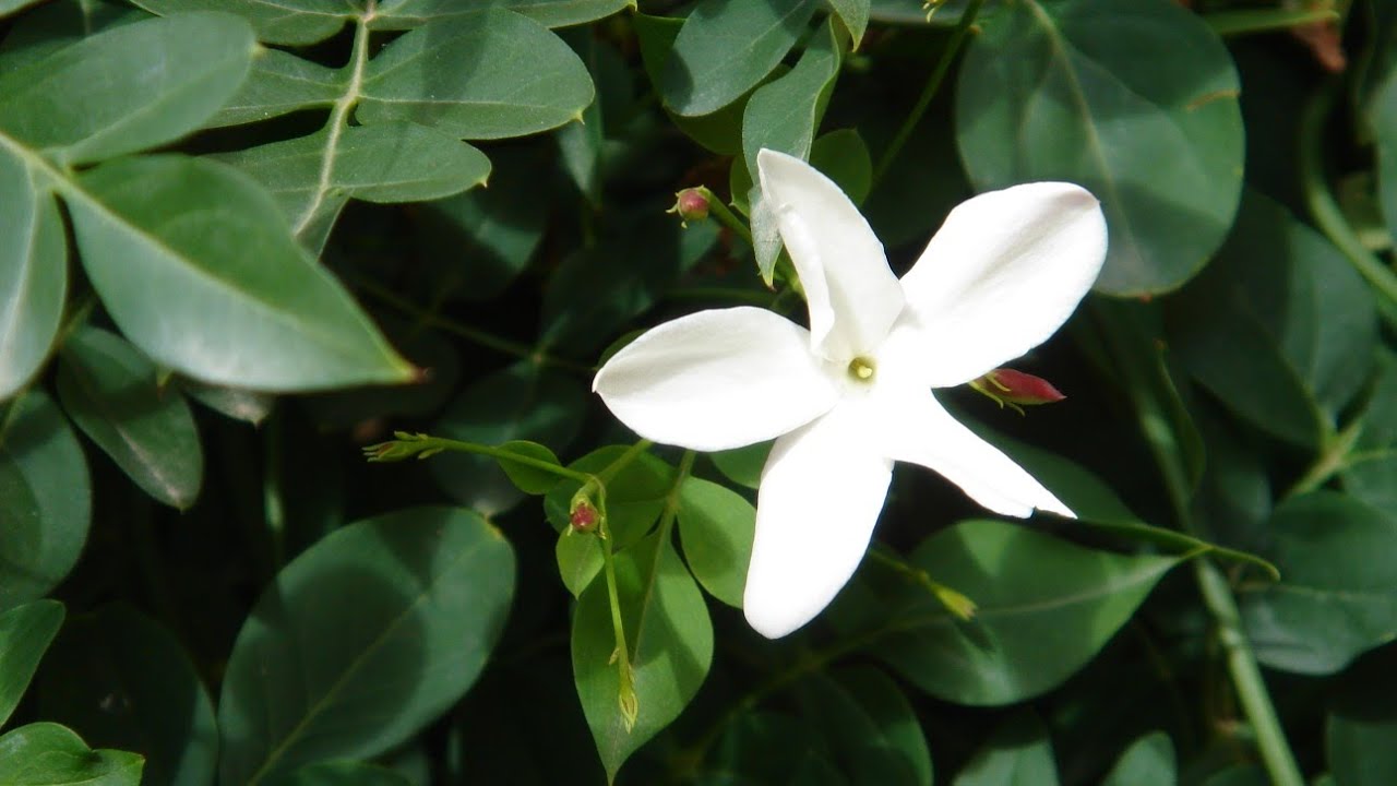 Chameli / Jasmine Plant Care || How to Grow and Care Jasmine / Chameli Plant || चमेली की देखभाल