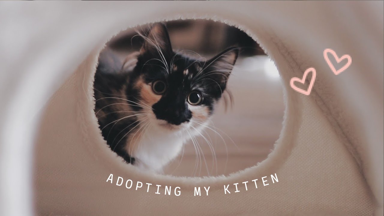 😽 ВСЁ, ЧТО Я ХОТЕЛ(А) ЗНАТЬ, ПРЕЖДЕ ЧЕМ ВЗЯТЬ КОТЁНКА