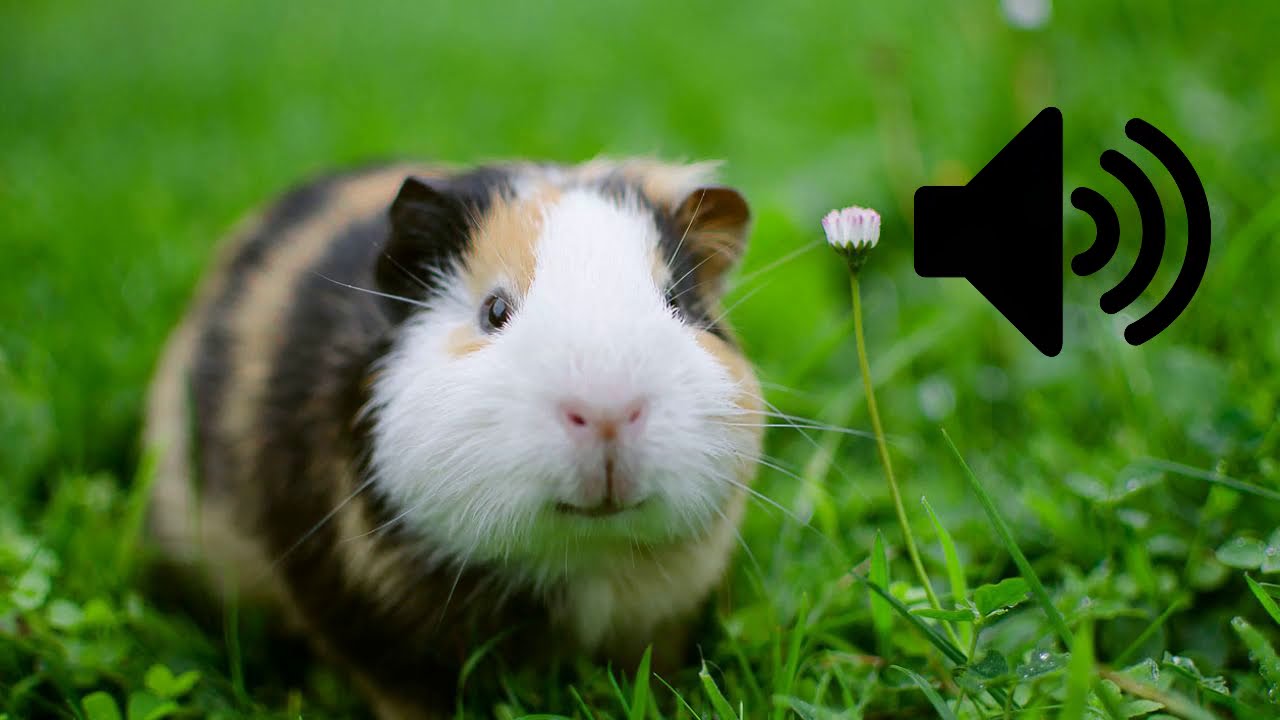 Sonido del cuy (&iquest;C&oacute;mo suenan los conejillos de india?) 🐹