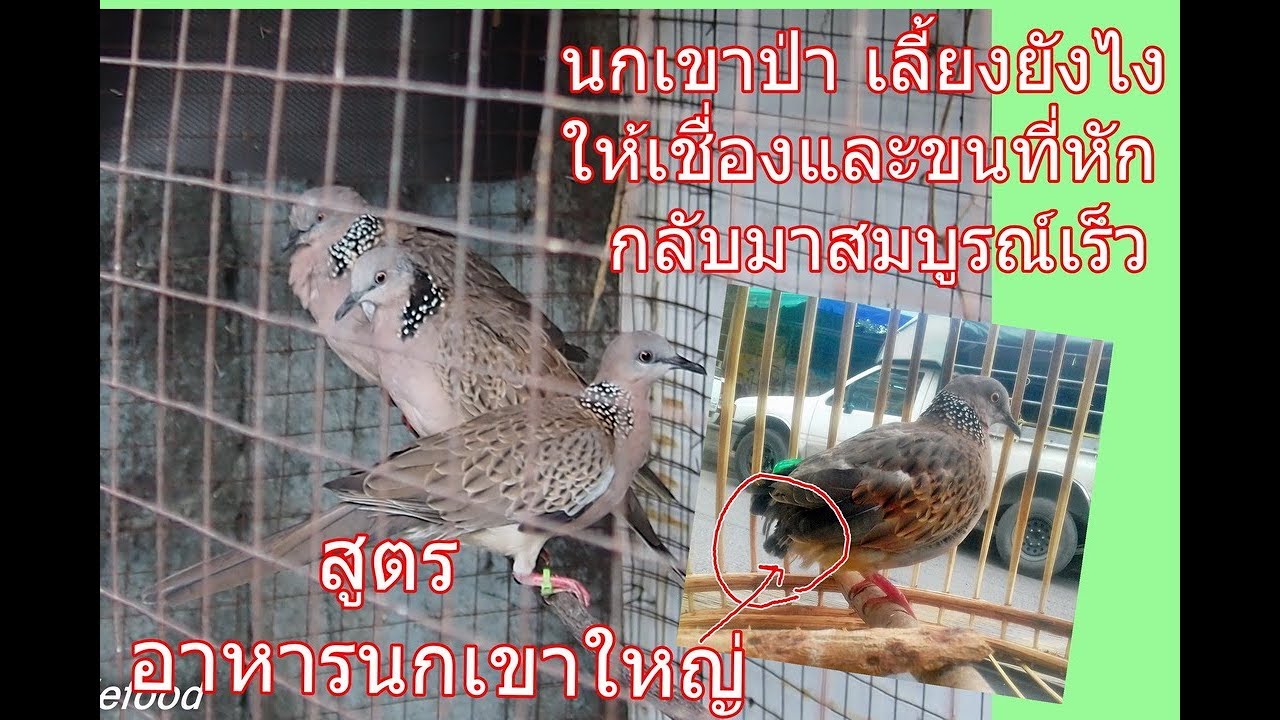 นกเขาใหญ่นกป่า  เลี้ยงให้เชื่องและสมบูรณ์เร็ว