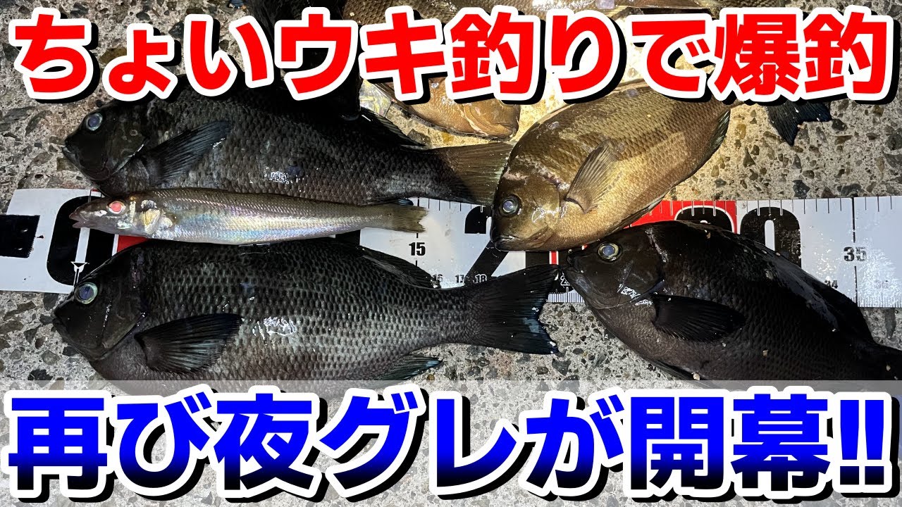 南芦屋浜の夜グレが再びアツい！ちょいウキ釣りで手軽に数釣りを楽しもう♪