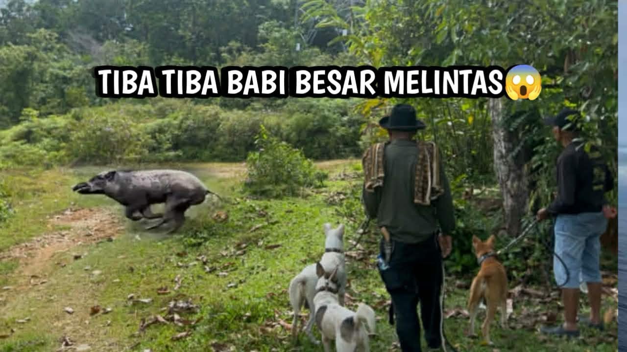 TIBA TIBA BABI BESAR MELINTAS DI DEPAN PEMBURU 😱