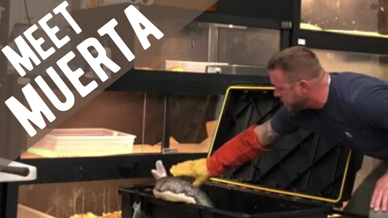 MEET MUERTA, THE 13 FOOT RETICULATED PYTHON.