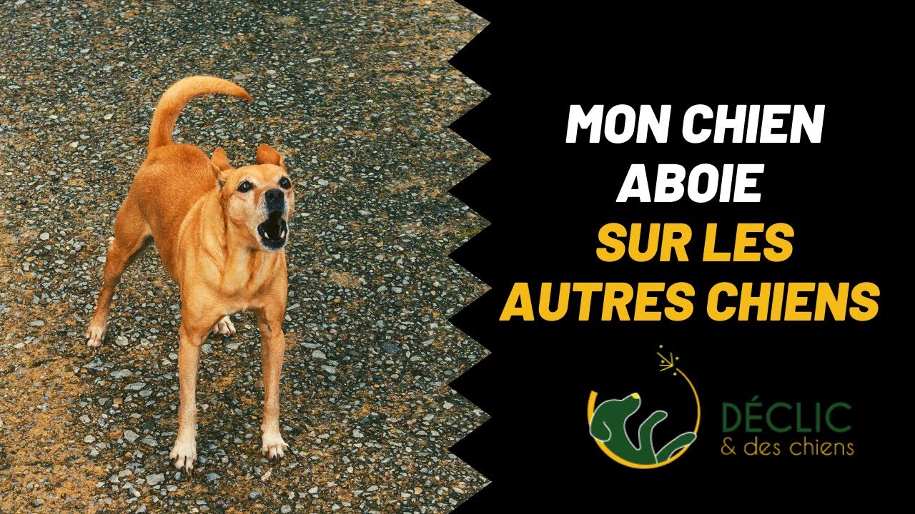 Mon chien aboie sur les autres chiens en promenade