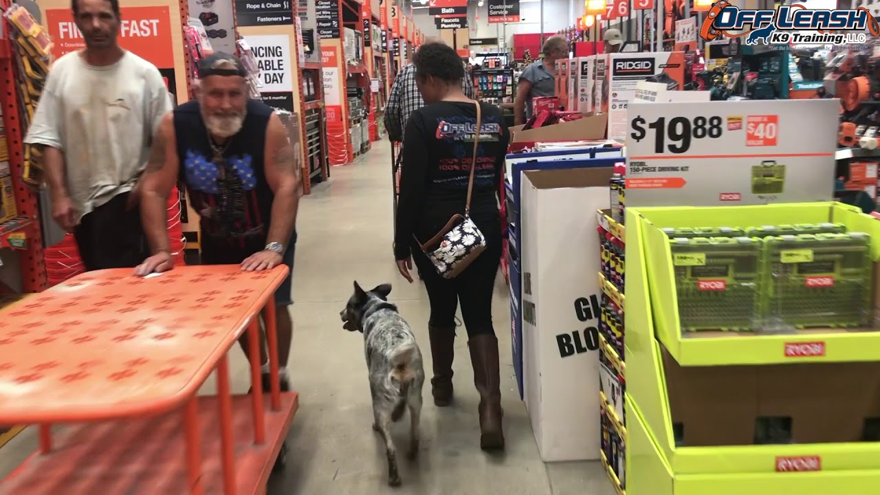 Blue Heeler "Blue" Before and After video- Off Leash K9 Training Sarasota