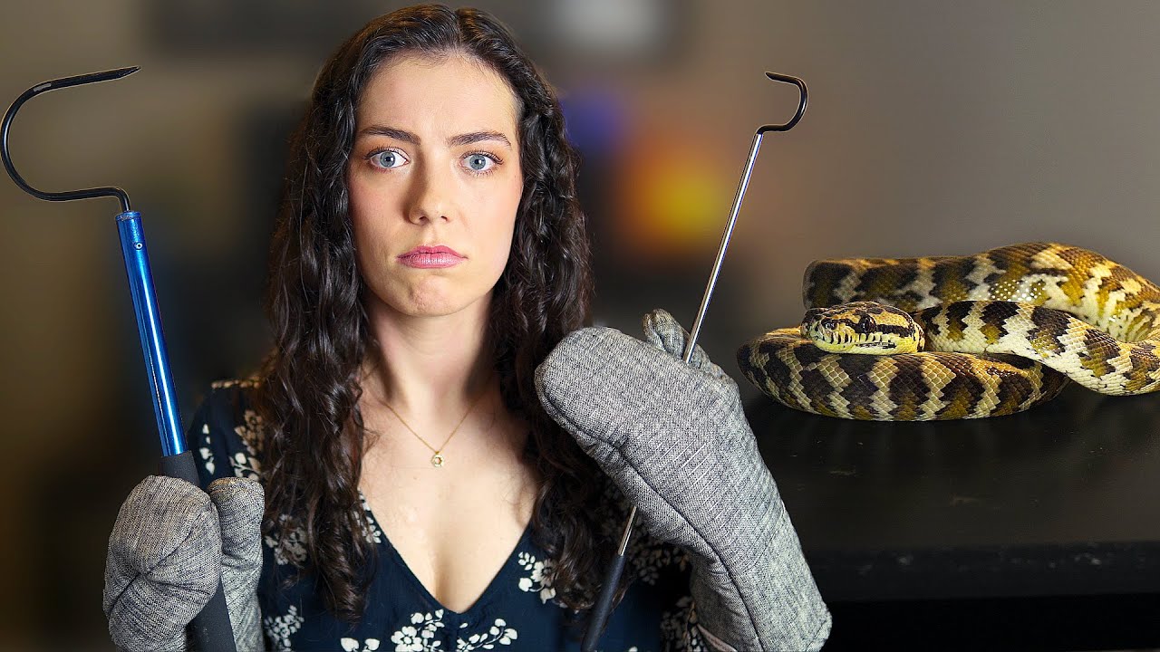 How to Get Your Snake Out of Their Enclosure &mdash; Without Getting Bit