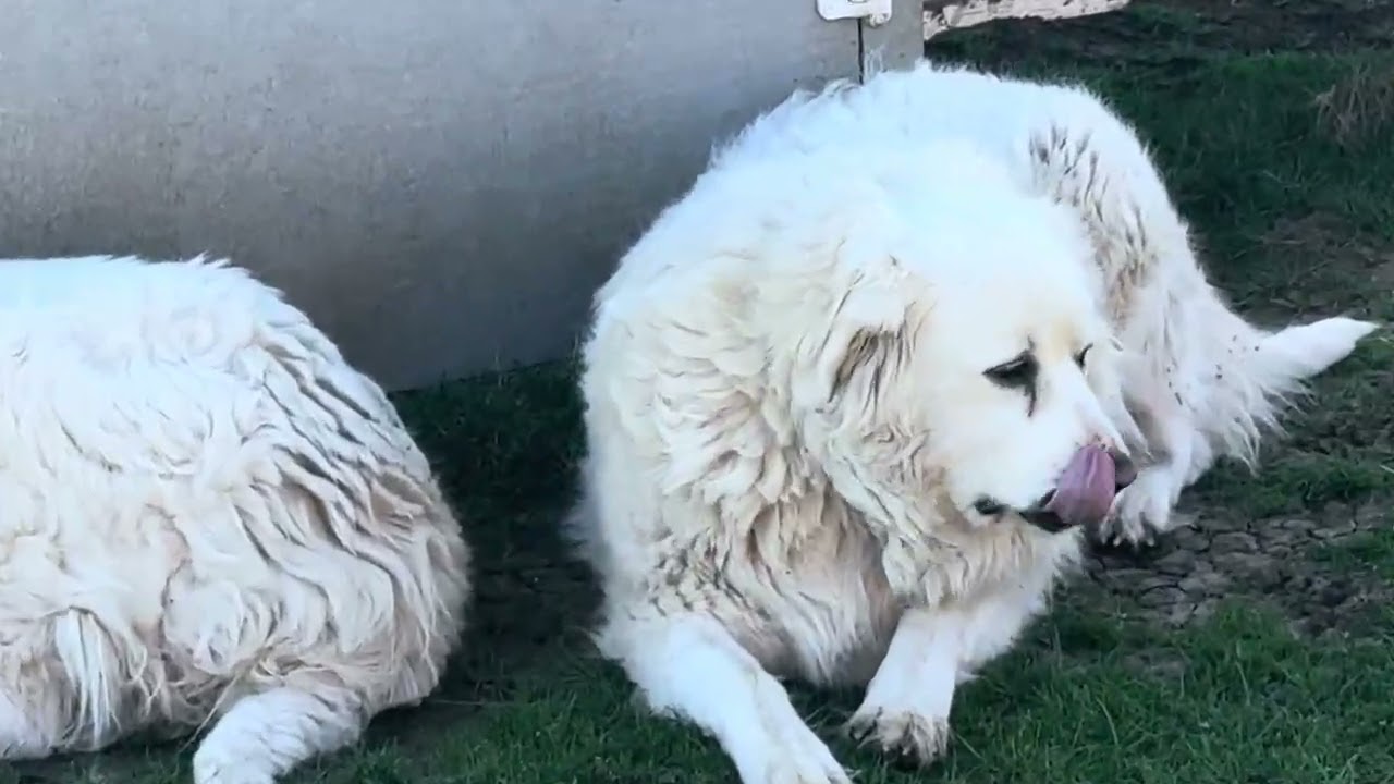 Willow and Dakota !  Looking busy 