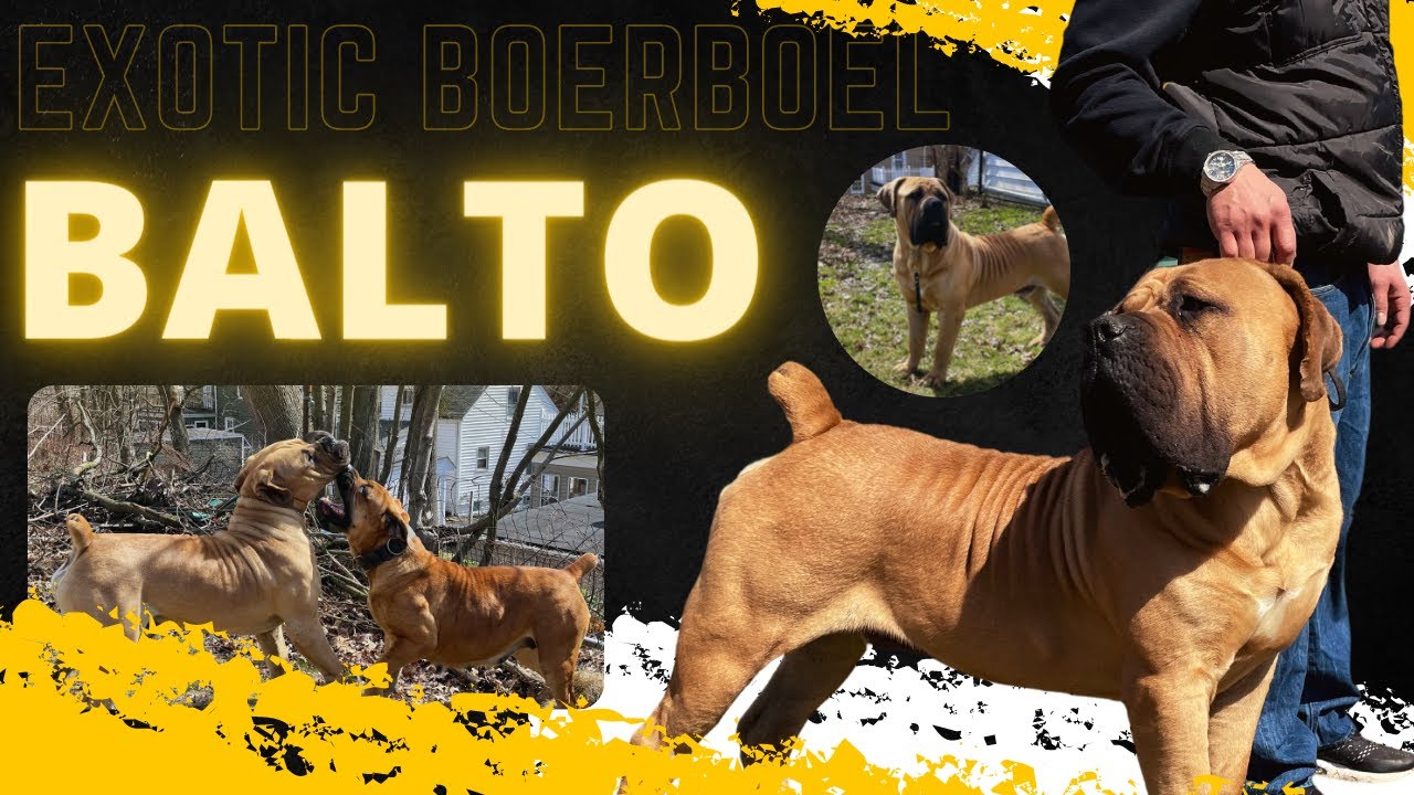 Exotics Balto the Perfect Boerboel Stud Dog